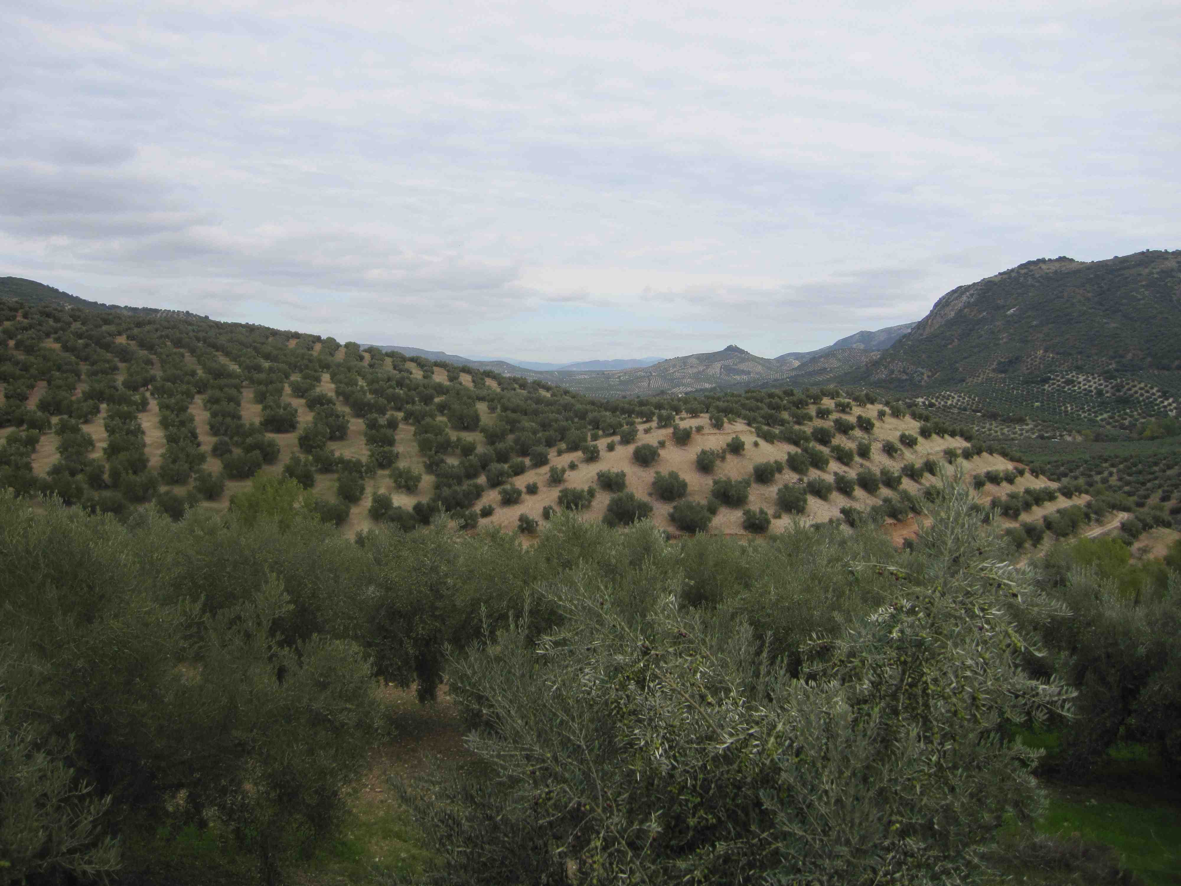 Paisaje de olivares en Priego de códoba